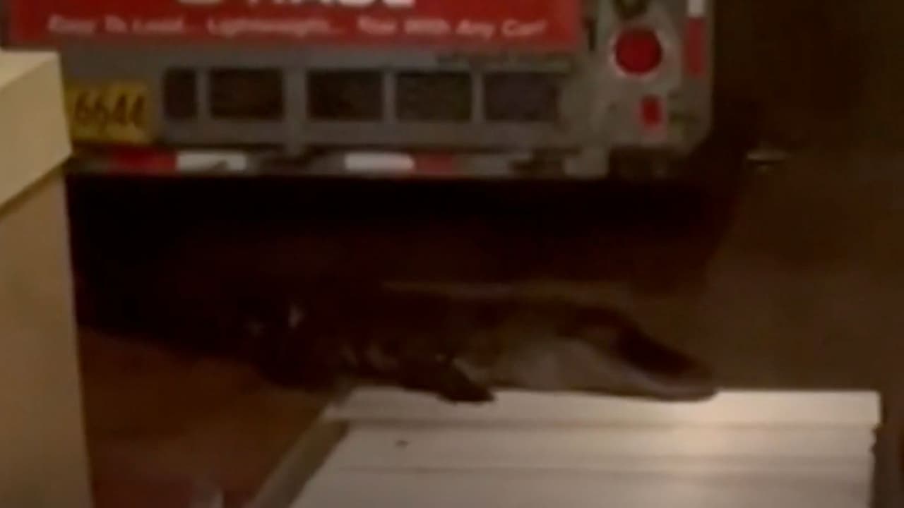 Caimán de 9 pies de largo muerde a hombre en la puerta de su casa en Florida