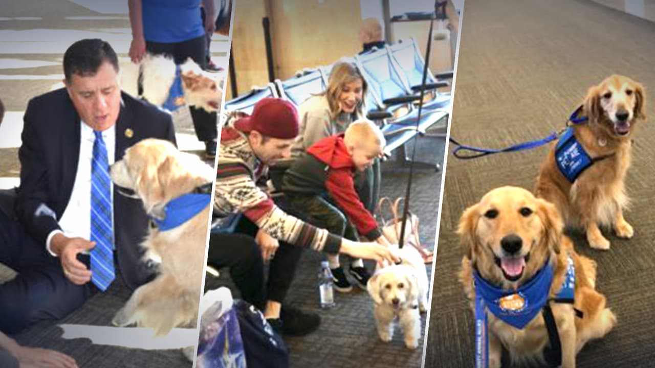 Ofrecen terapia con perros para quitar estrés por vuelos cancelados y atrasados por mal clima