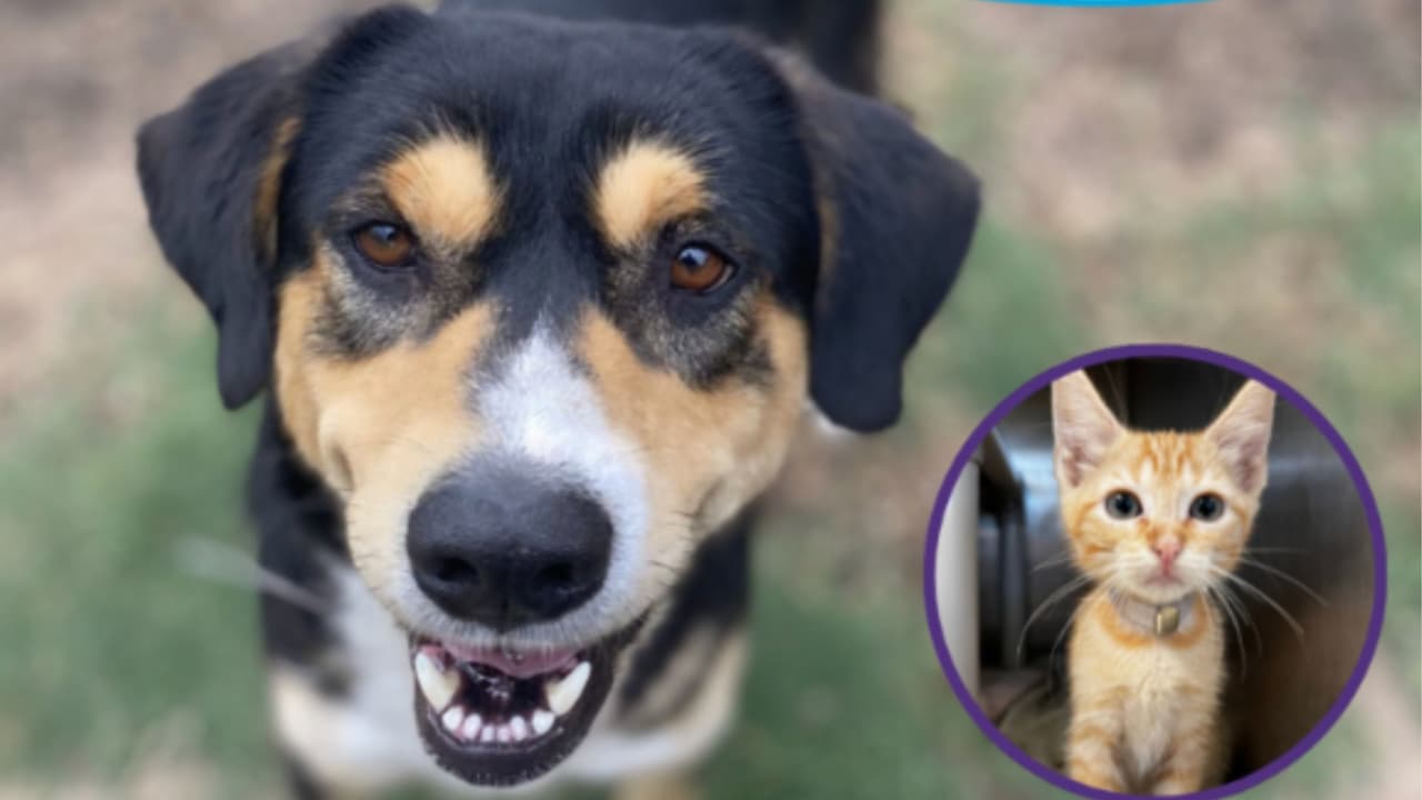 BARC Houston reduce tarifas de adopción de mascotas en campaña nacional para aliviar refugios