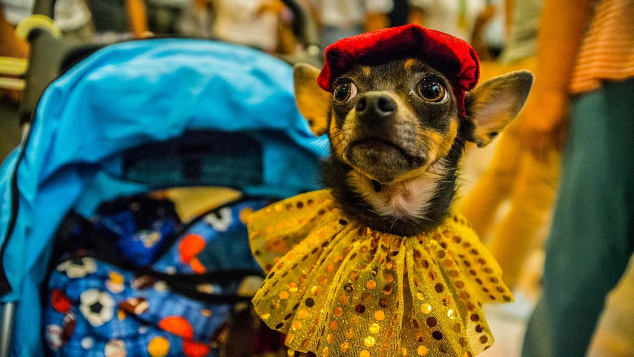 <b>¿Se puede contagiar a los humanos? </b>No es probable. Los virus de la influenza A canina son diferentes de los virus de la influenza A estacional que se propagan anualmente entre las personas, según los
<b>Centros para el Control y la Prevención de Enfermedades</b>.
<br>