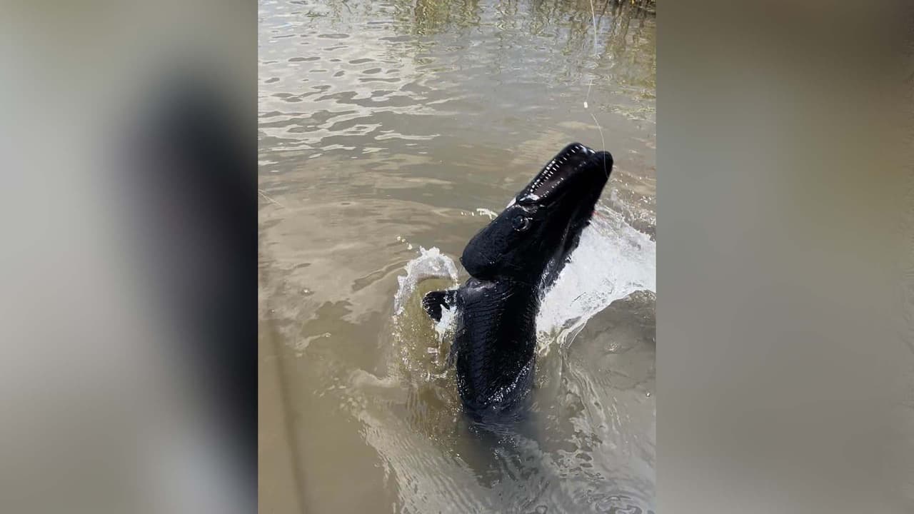 El pejelagarto generalmente es de color marrón o verde, pero en este caso es mucho más oscuro. El animal hallado cuenta con un aumento de pigmentación que es causada por una rareza genética.