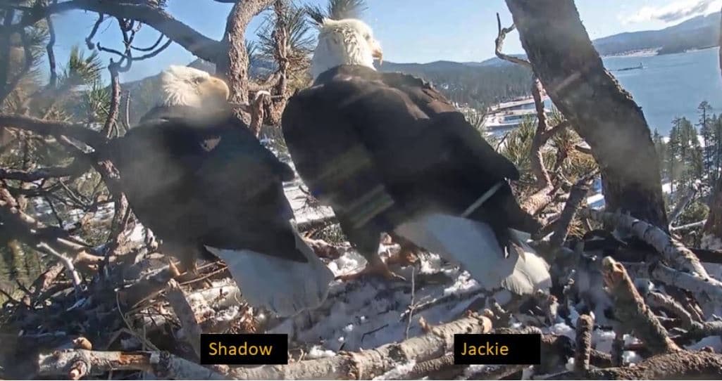 En cuanto a sus edades, para las águilas que se encuentran actualmente en este nido, cada una ha estado en el nido desde que cumplieron 5 años, así que sabemos su edad. Jackie, la hembra, cumplió 5 años en la primavera de 2017 (por lo tanto eclosionó en la primavera de 2012) y Shadow, el macho, cumple 5 años en la primavera de 2019 (por lo tanto, eclosionó en la primavera de 2014).