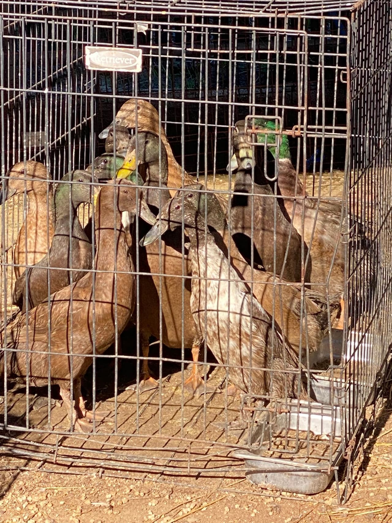 Ningún residente de la casa estuvo presente durante la operación, y las autoridades dijeron que habían identificado a una persona como sospechosa en el caso.