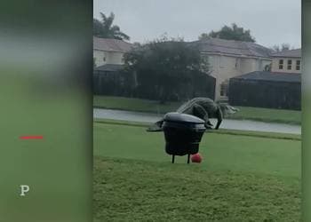 A mediados del mes de noviembre, con el paso de la tormenta tropical Eta por Florida, los residentes de la ciudad de Naples se sorprendieron al ver a un enorme caimán deambulando por un campo de golf.