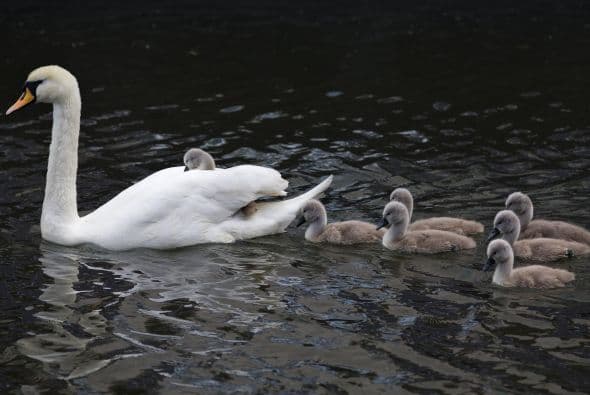 Los polluelos siguen a su madre, una encantadora y elegante cisne, mientras cruzan el estanque rumbo a casa.