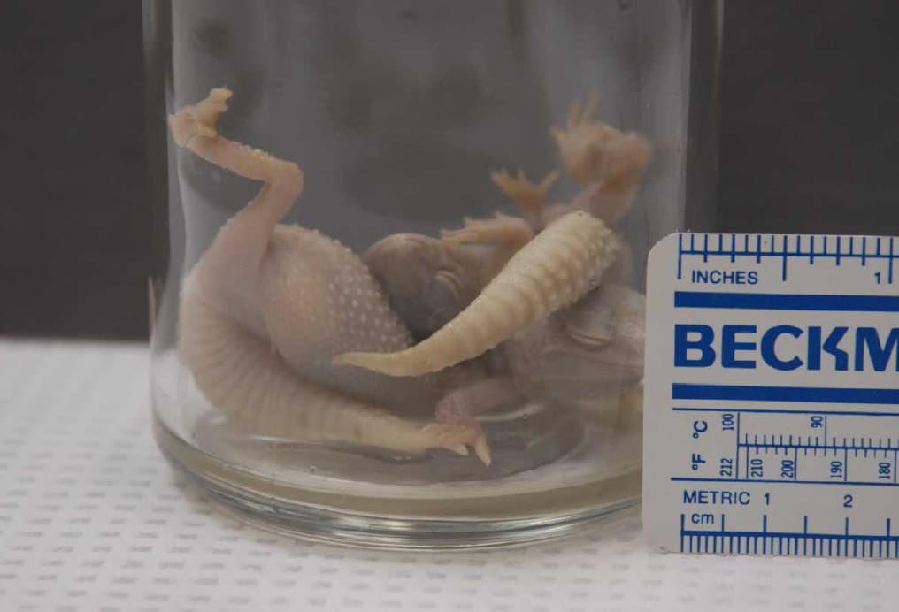 Los representantes legales del hombre consideran que las lagartijas posiblemente estaban vivas cuando la cerveza fue envasada y sellada.