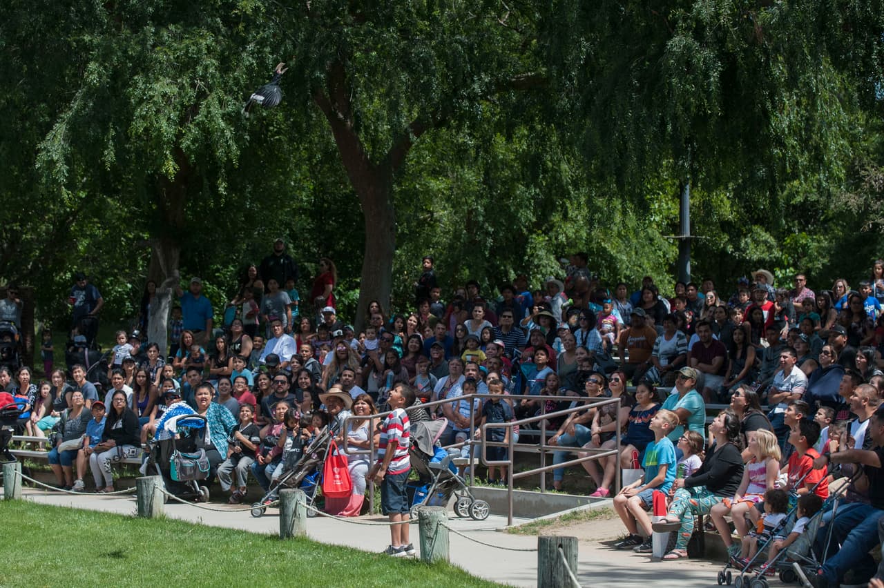 El show de aves fue uno de los favoritos durante el Festival de los Niños 2017