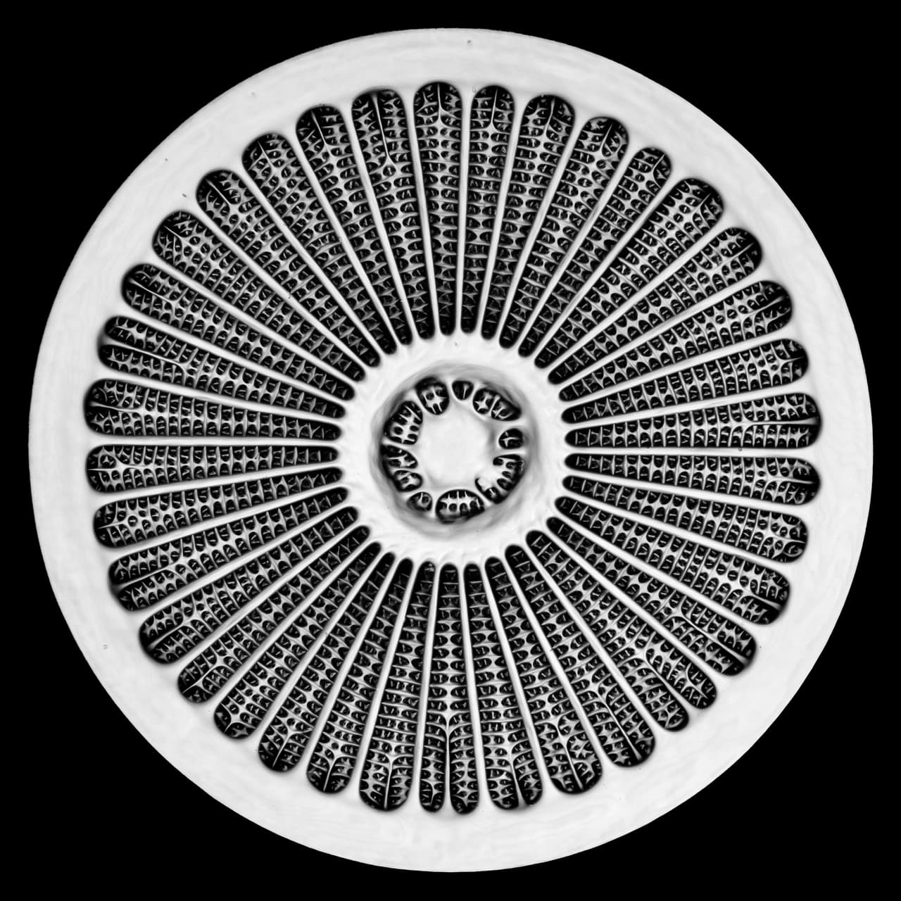 <b>Pared celular de un Arachnoidiscus </b>(una especie de fitoplancton marino). 19no lugar. 
<br>