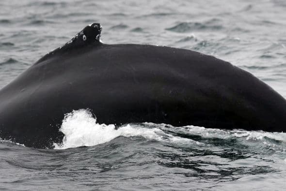 "Sólo falta una contribución monetaria que tiene que hacer Colombia, que es una contribución anual que hacen todos los países miembros para financiar la comisión internacional", dijo en diálogo telefónico Milko Schvartzman, coordinador de la Campaña Ballenas de Greenpeace.