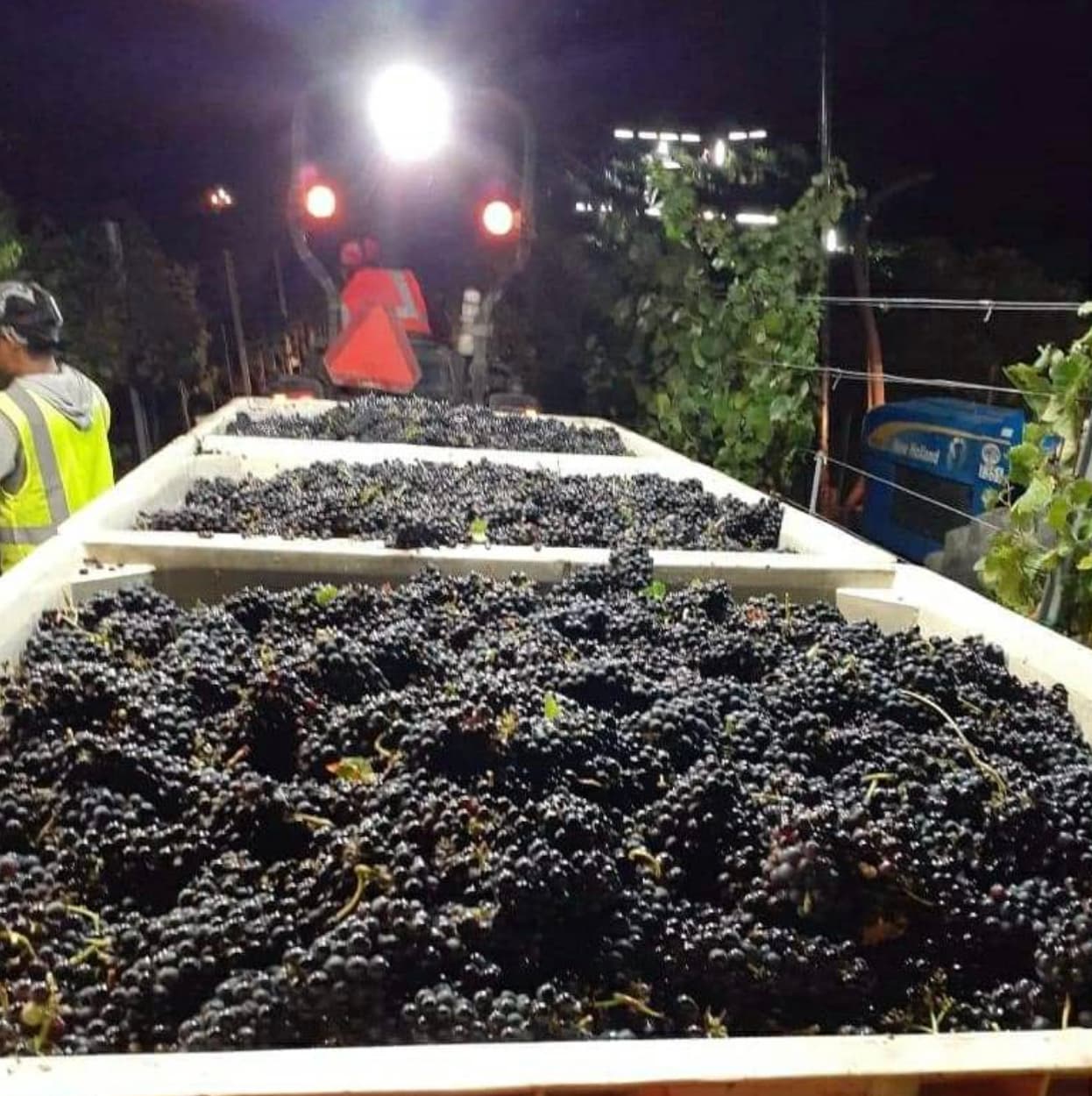 <b>Esta foto fue tomada el viernes pasado en unos viñedos del condado de Sonoma,</b> donde se les ordenó a los trabajadores agrícolas apresurar la cosecha de las uvas de vino premium, ya que la amenaza de las cenizas y el humo, derivados de los incendios, 
<b><a href="https://www.univision.com/local/fresno-kftv/el-humo-de-los-incendios-podria-llegar-a-afectar-la-produccion-de-uva-vinera-y-duraznos">podía perjudicar toda la producción. </a></b>
<br>Se les dijo que cada contenedor debe estar completamente lleno con más de 850 libras de uva de vino, publicó la 
<b><a href="https://twitter.com/UFWupdates/status/1297534237038522376" target="_blank">UFW.</a></b>