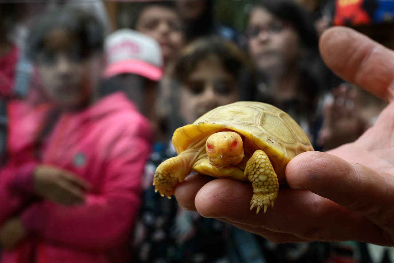 La pequeña criatura es de "increíble interés zoológico", comentó Morel. La vida de la tortuga albina, detalló, se limitaría a unas pocas semanas en la naturaleza, pero tiene la esperanza de que la criatura, cuyo sexo aún se desconoce, viva una larga vida por estar en cautiverio.
<br>