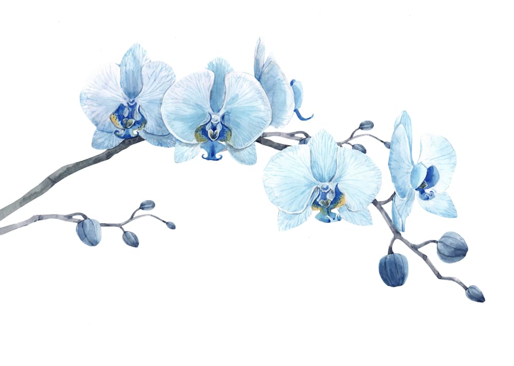 Hay orquídeas más raras, como
<b> las azules</b>, que ejemplifican lo raro y exótico, lo tranquilo y sereno como el agua. Puedes brindarle ese tono a tu hogar en decoración.