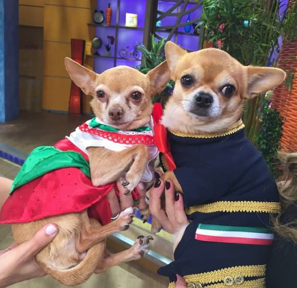 ¿Será que habrá boda pronto en Despierta América?