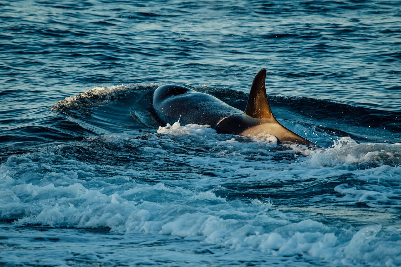 Este comportamiento es altamente complejo y único de esta especie. Los especialistas aseguran que no es un comportamiento innato sino que es aprendido. Frecuentemente se observa a adultos entrenando a los jóvenes del grupo.