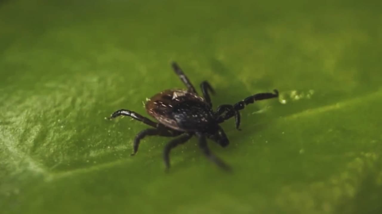 Alertan por la temporada de garrapatas y la enfermedad de Lyme, ¿qué hacer para evitarlas?