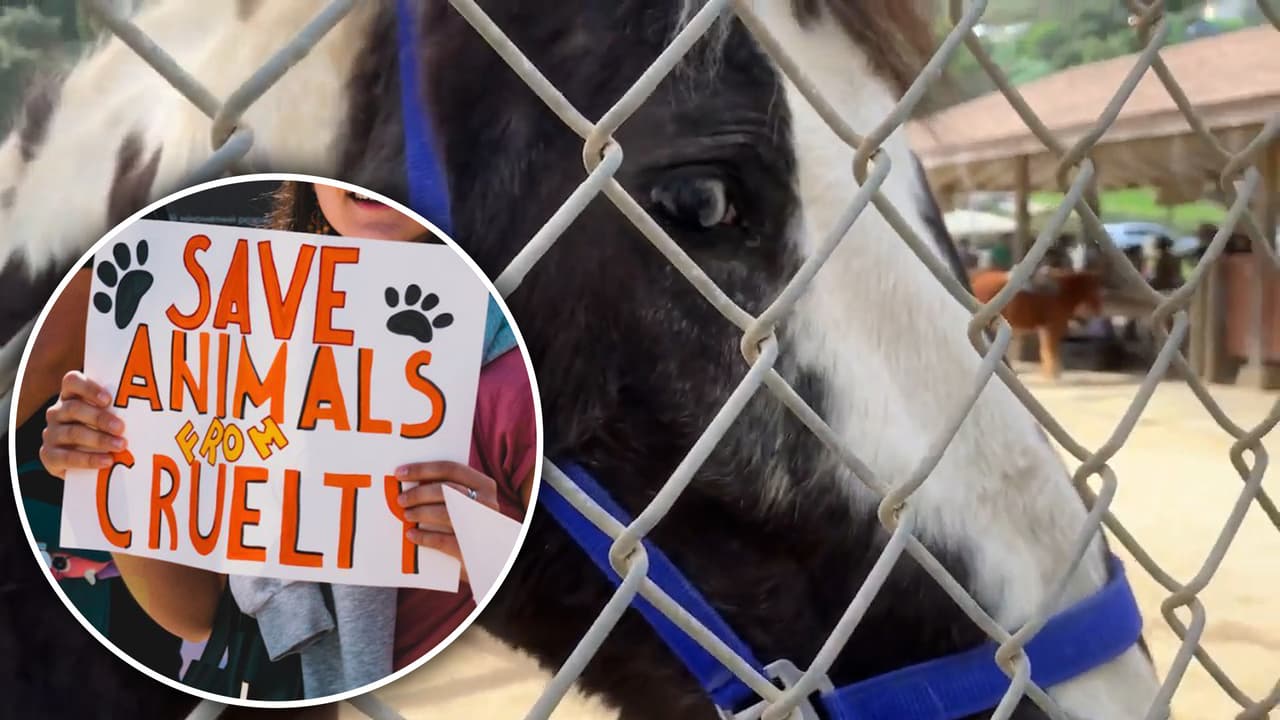 Familias acuden a dar paseo en pony en Griffith Park antes de que cierre por siempre    