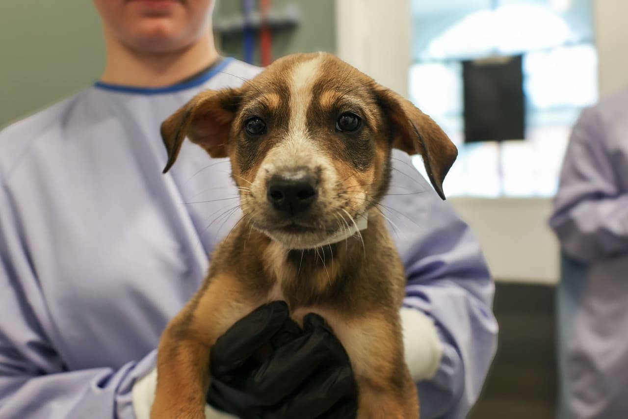 PAWS Chicago tiene una larga trayectoria en asistencia durante desastres naturales. Desde 2005, cuando respondieron al huracán Katrina, han participado en operaciones de rescate durante eventos como el huracán Helene y tormentas en Houston.