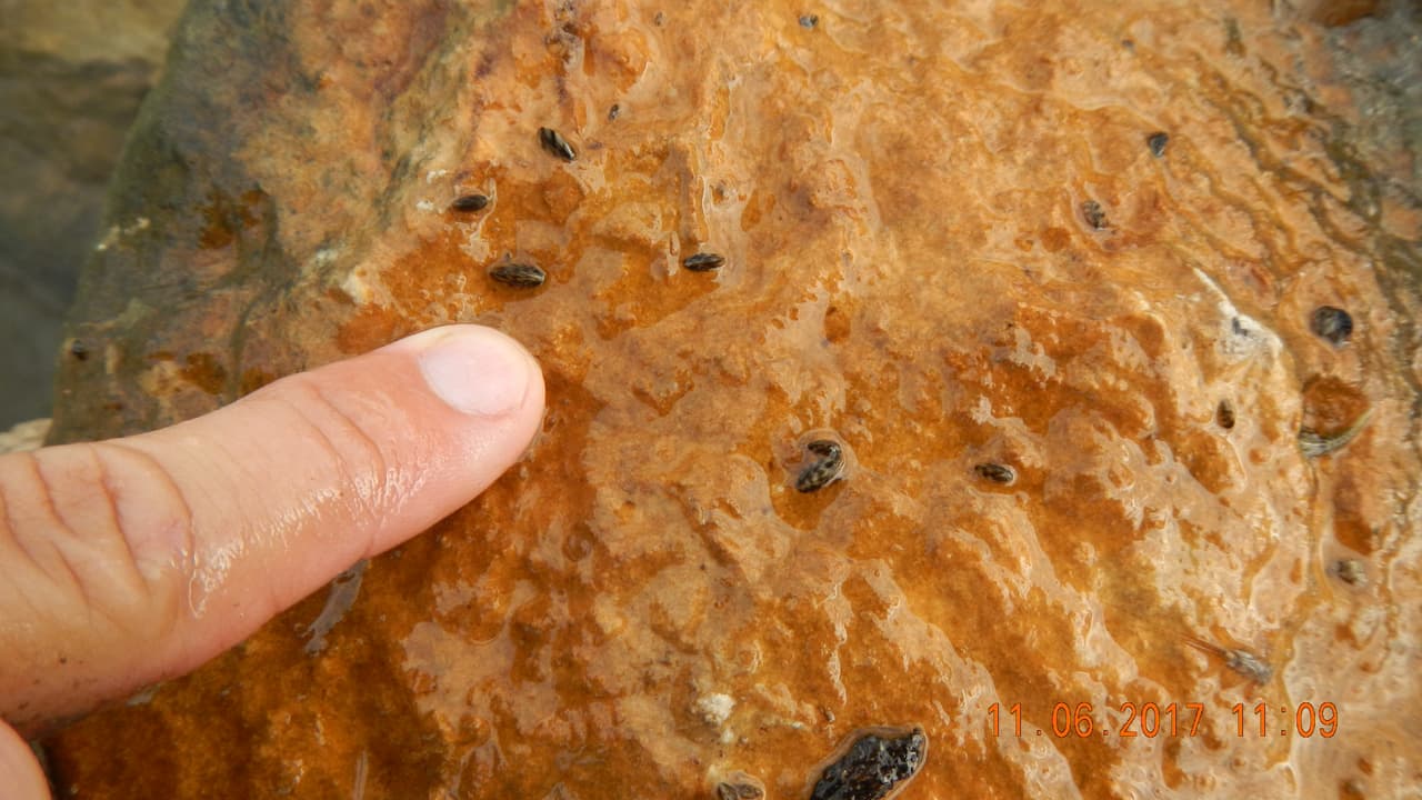 Según el Departamento de Parques y Vida Silvestre de Texas, 
<a href="https://www.univision.com/local/austin-kakw/mujer-encuentra-flotador-cubierto-especie-invasora-mejillones-cebra-lago-lbj-texas">pueden sobrevivir durante días en el agua atrapada en un bote. </a>