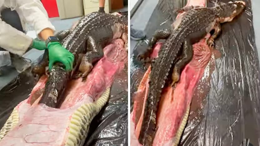 Video muestra cuando sacan un caimán de 5 pies, aún entero, del estómago de una pitón birmana