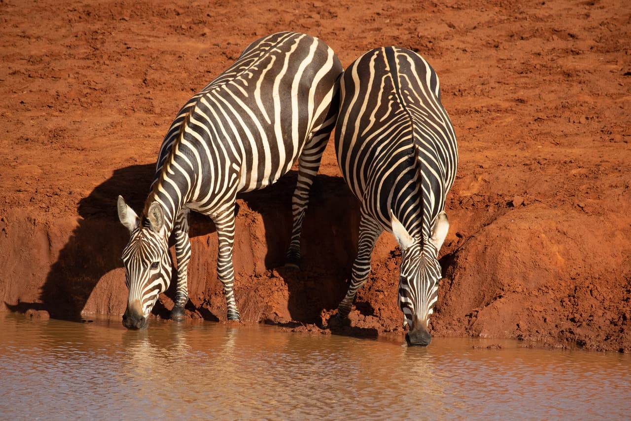 <b>‘Travesuras del abrevadero’</b>
<br>
<br>Un par de cebras de Grevy beben de un abrevadero en Kenia, una fotografía “muy elogiada” en la categoría ‘fotógrafo jóven’ del concurso.