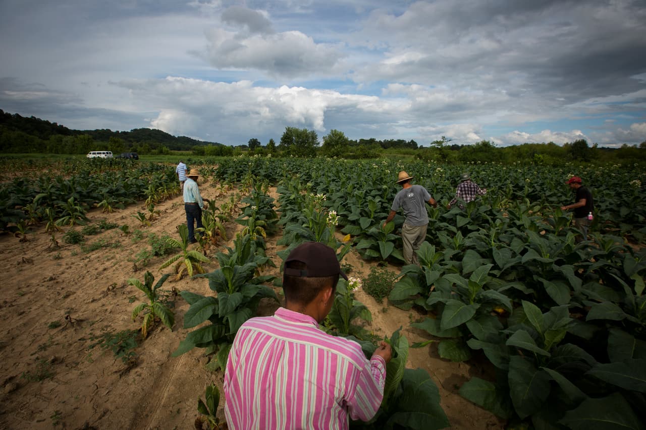 Tras, tras, tras. Ese es el sónido que se escucha mientras los agricultores van sacando las flores de los cultivos. (nacho Corbella/Univision Noticias)
