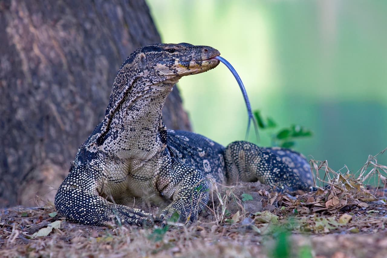 El
<b>dragón de Komodo</b> (
<i>Varanus komodoensis</i>) es la especie de lagartija más grande del mundo. Llega a medir hasta 3 metros de largo y pesar unas 364 lbs (165 kg). Se los encuentra en la isla del mismo nombre, Komodo, perteneciente a la República de Indonesia, como también en otras islas de la misma cadena. El gran tamaño de su cuerpo escamoso, sumado a su porte robusto y lengua bífida, son los que le dan la semejanza a las míticas bestias que inspiraron su nombre.
<br>Este reptil es un depredador carnívoro que come desde cabras hasta ocasionalmente un búfalo. Posee unas glándulas venenosas en su boca que, al morder a su presa, inyectan un anticoagulante que ayuda a matar a la presa. Por años se teorizó que paraliza a sus presas gracias a las bacterias en su saliva pero eso no está comprobado.
<br>