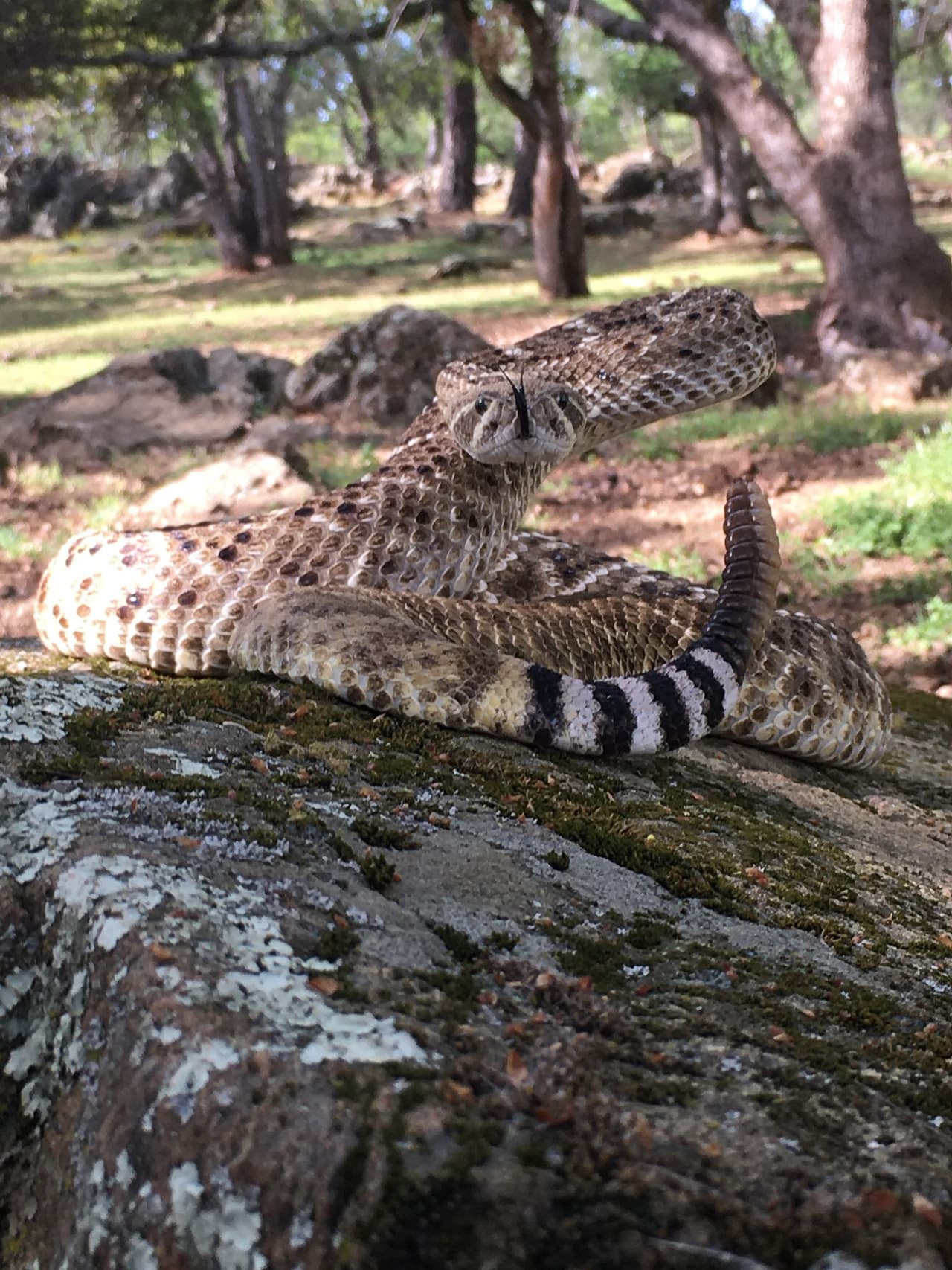 Las especies encontradas como parte de una posible operación de tráfico son consideradas de mucha peligrosidad por su fuerte veneno.