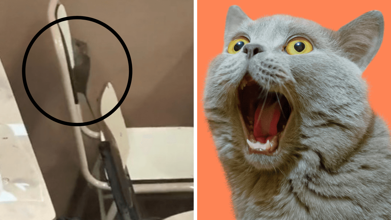 Una rata entró a un salón de clases e impidió el examen: las reacciones son demasiado buenas