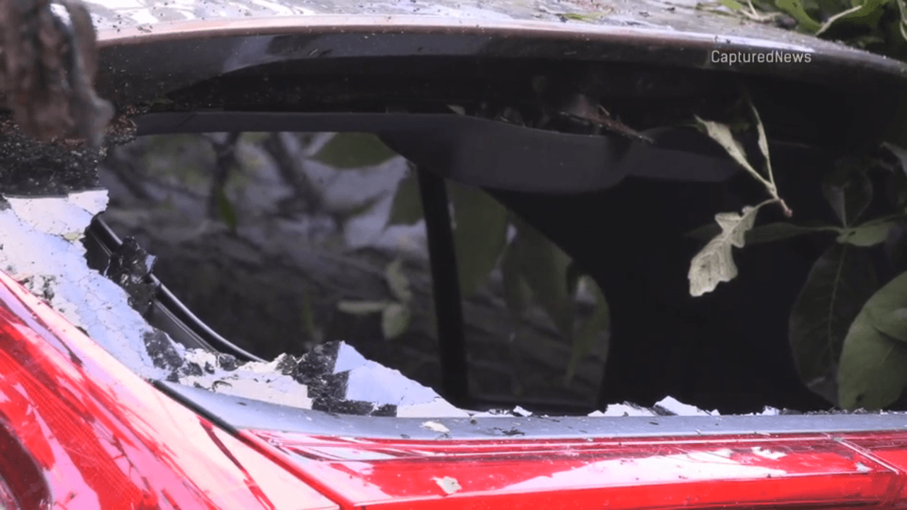 En Elgin, Il. los fuertes vientos ocasionaron la caída de árboles que terminaron dañando vehículos de residentes.