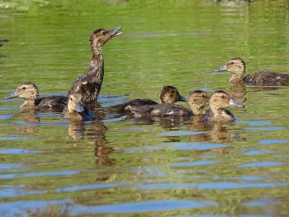 <b>Pato Laysan.-</b> Esta especie de ave, endémica de Hawaii y cuyo nombre científico es Anas laysaniensis, se encuentra dentro de la lista de animales en mayor riesgo de extinción. Su pico es corto y espatulado, verde oscuro con manchas negras variables en los machos y naranja opaco con manchas negras variables en las hembras. El pato Laysan generalmente tiene un anillo de grasa alrededor del cuello. Algunos machos muestran una leve iridiscencia en la cabeza o el cuello y tienen plumas centrales de la cola ligeramente hacia arriba.
<br>