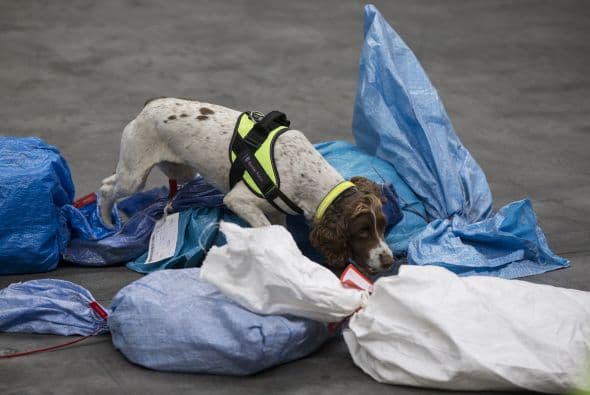 Estos perros son capaces de olfatear drogas de tipo A, tabaco, dinero, productos animales, armas de fuego y trata de personas.