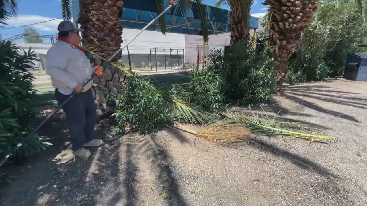 José Cruz Rosales, un jardinero en Arizona, dice ser alérgico y al ser picado por una abeja puede crear un gran problema. ¿
<b><i>Cuáles son algunos de los síntomas</i></b>
<i> al sufrir una picadura de abejas</i>? “Empiezas luego luego a 
<b>marearte, problemas para pasar la saliva, empiezas a temblar</b>. Así que 
<b>si las ves déjalas solas</b>”, explica José Cruz Rosales, un jardinero en Arizona. 
<br>