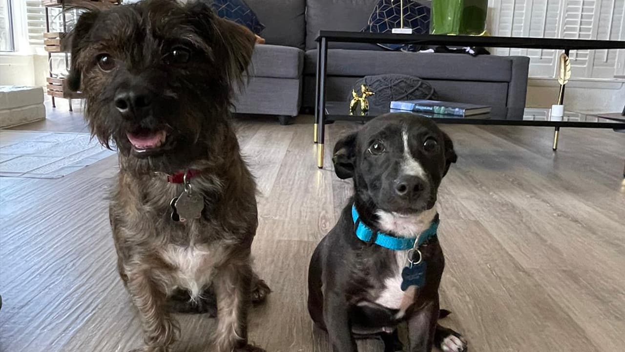 Araya y Macuto, los dulces acompañantes de Nathaly Alcalá.