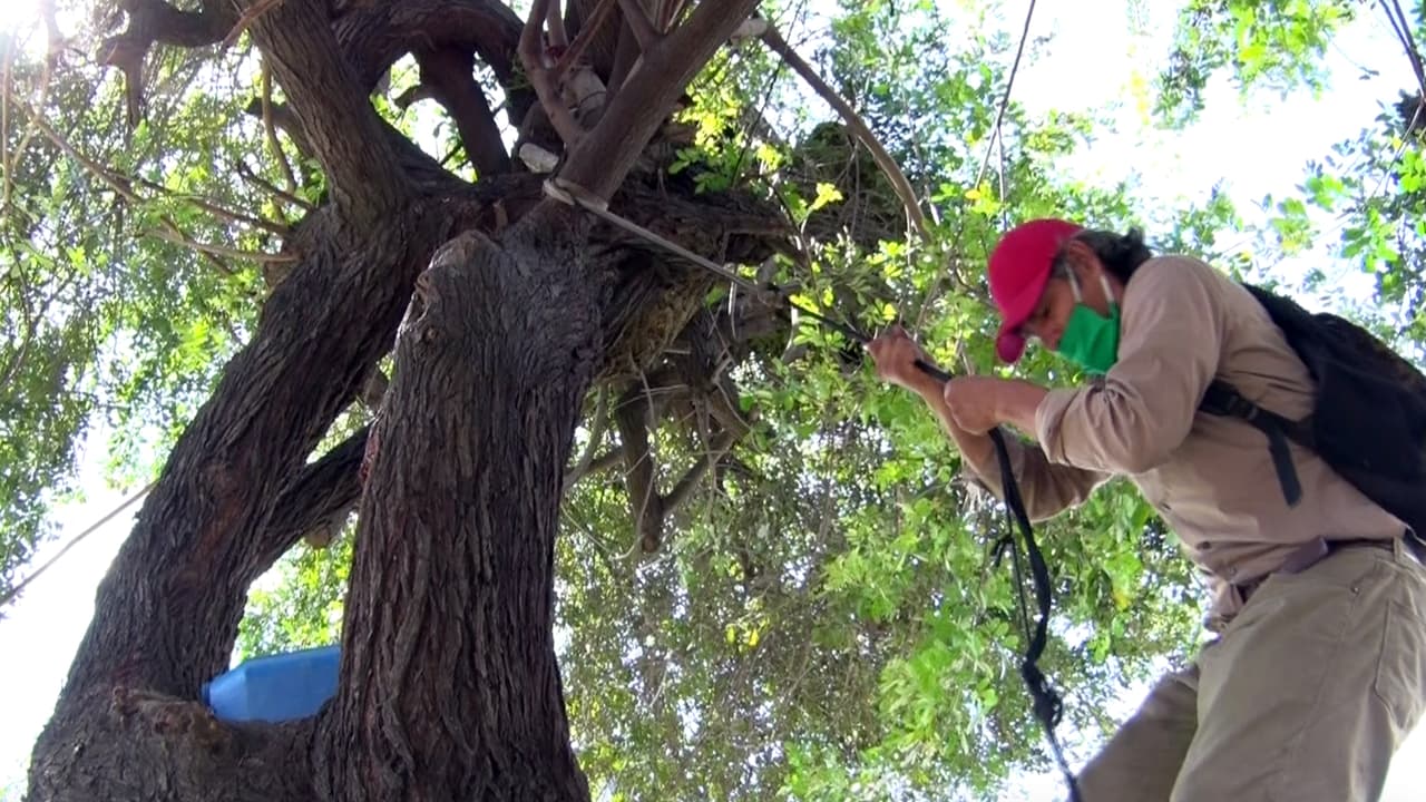 Daniel Rosales, de 59 años, no pierde la esperanza de reconstruir su casa en el árbol.