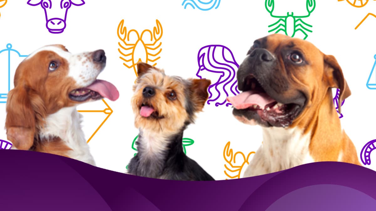 10 Tips para cuidar a tu mascota