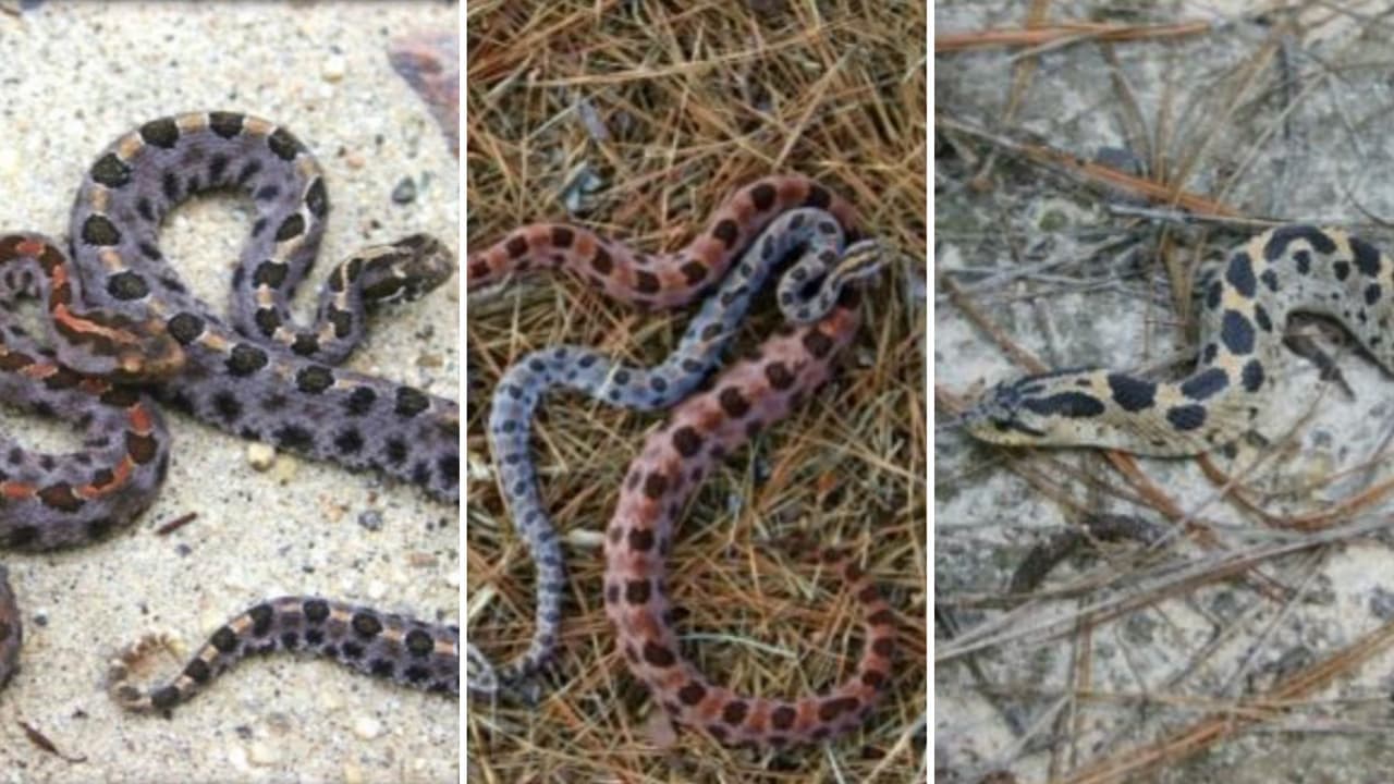 <h3 class="cms-H3-H3">Serpiente de cascabel pigmea (Sistrurus miliarius)</h3>
<br>
<b>Venenosa</b>
<br>Las serpientes de cascabel pigmeas 
<b>son las más pequeñas de las tres especies de serpientes de cascabel que se encuentran en Georgia.</b> También se las conoce comúnmente como cascabeles terrestres.
<br>
<br>Las serpientes de cascabel pigmeas (también escritas «pygmy»)
<b> tienen una cabeza cuadrada.</b>
<br>
<br>
<b>Los adultos suelen medir entre 40 y 53 cm</b>. Los recién nacidos son diminutos, de unos 12,7 cm. La cabeza tiene 9 escamas grandes, mientras que las otras dos especies de serpientes de cascabel tienen escamas pequeñas que la cubren. El cuerpo está cubierto de escamas aquilladas. La cola es delgada y termina en un cascabel muy pequeño.
<br>
<br>
<a href="https://georgiawildlife.com/sites/default/files/wrd/pdf/fact-sheets/Venomous%20Snakes%20-%20Pigmy%20Rattlesnake.pdf" target="_blank">Más información. </a>