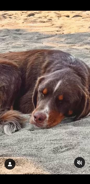 Por ahora, Banda y Ponce le dan el cariño necesario, lo consideran parte de su familia, pues lo han cobijado mientras continúan con su estancia temporal en Turquía.