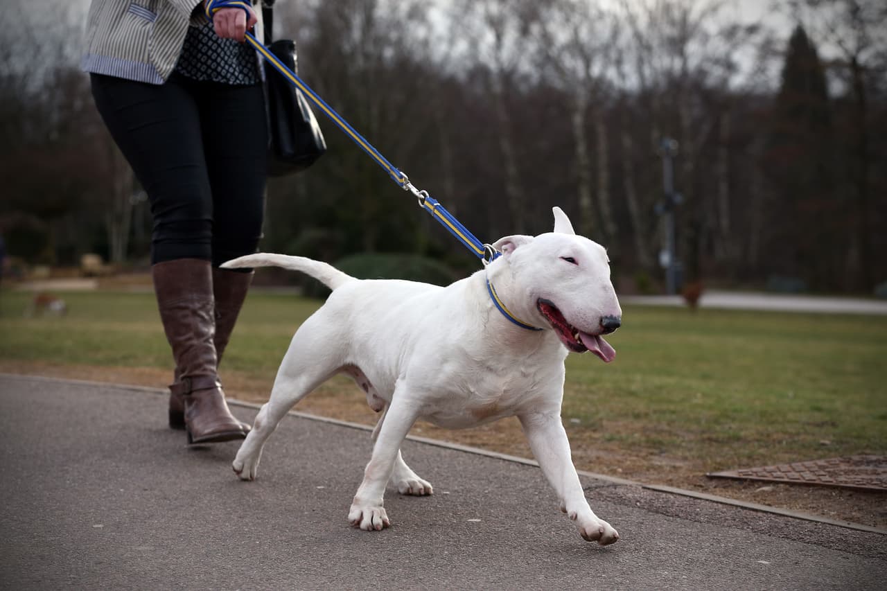 Una joven fallece tras ser atacada por el perro que le habían regalado para ayudarle con su salud mental 