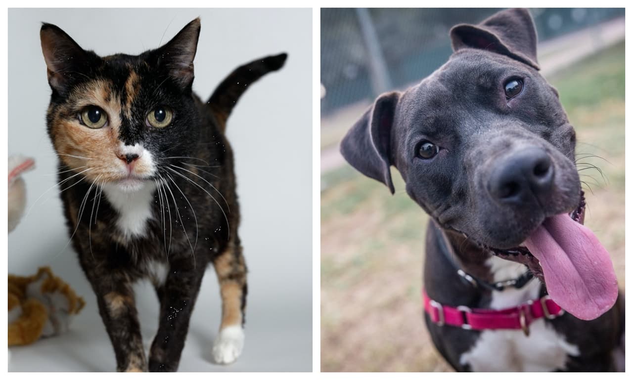 Austin Animal Center no cobrará tarifas de adopción hasta principios de noviembre