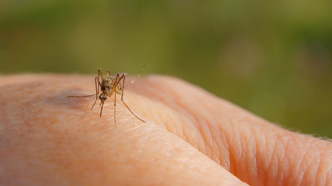 Virus del Nilo occidental en Nueva York: detectan el primer caso del año en humanos