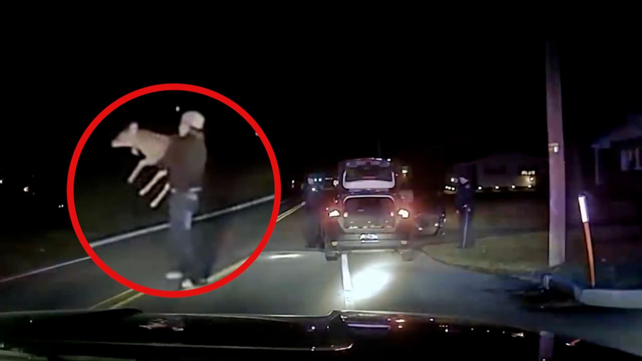 Policías detienen a conductor ebrio que traía un venado vivo en la cajuela