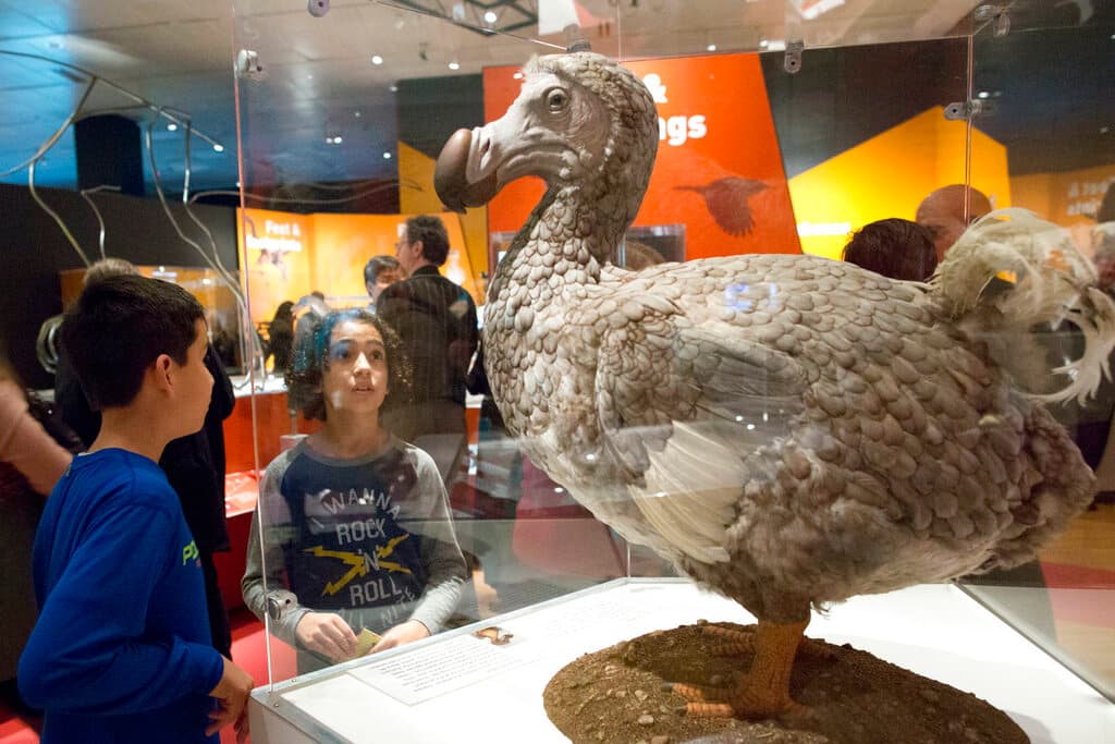 Así es el fascinante proyecto científico para 'revivir' un pájaro que se extinguió en el siglo XVII