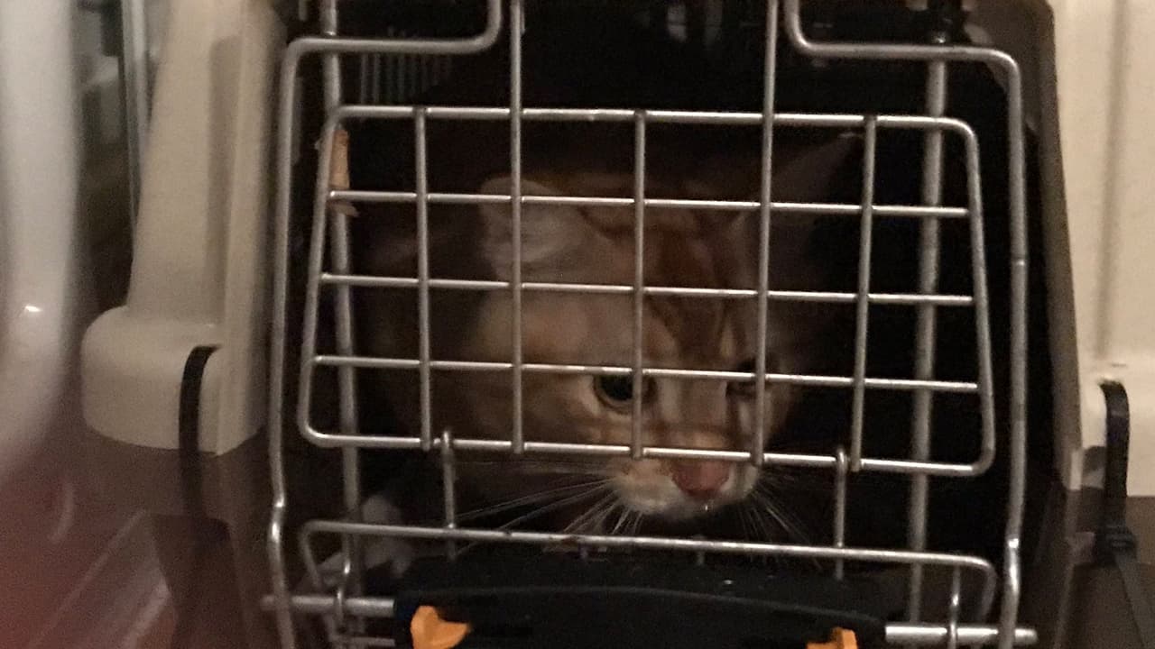 De regreso a casa indicaron que se logró el rescate de los animales.