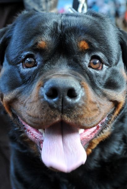 Mientras 18% de los hombres solteros dicen que sus perros los ayudan a atraer más chicas y así conseguir más citas.