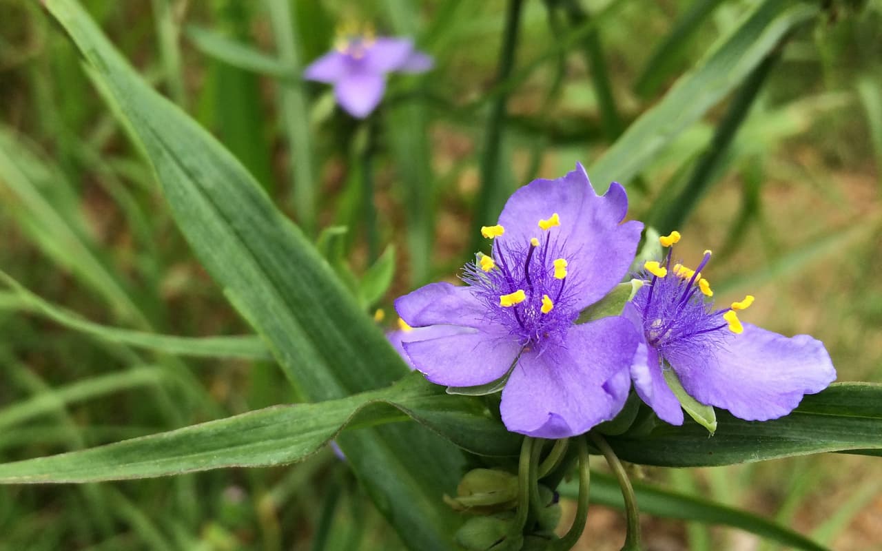 Junto con las Bluebonnets —flor oficial de Texas , en los bosques, autopistas, praderas, senderos y playas texanas se puede apreciar una variada gama de flores silvestres de todos los colores, tamaños y formas durante la primavera