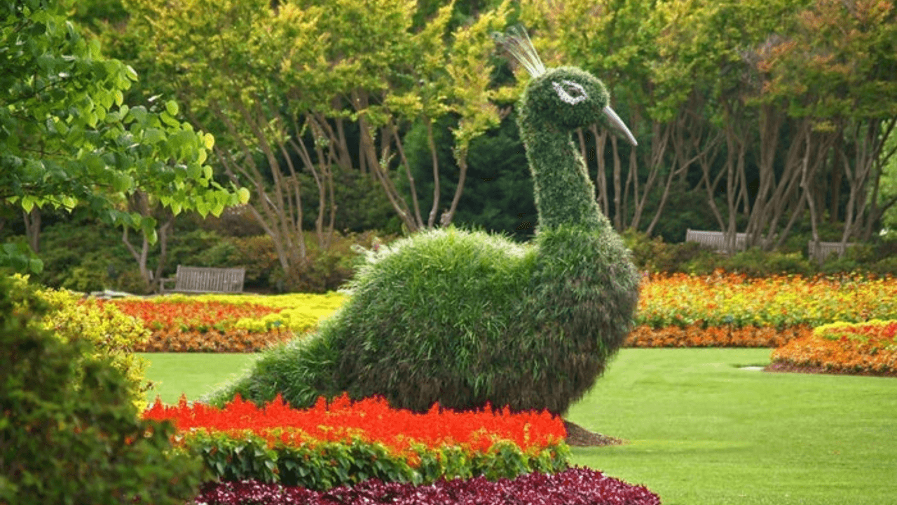 El Arboretum también tiene dos pavorreales, pero hechos de plantas y flores, que miden 13 pies de altura. Durante los fines de semana festivos, el jardín también tendrá mercados con vendedores.