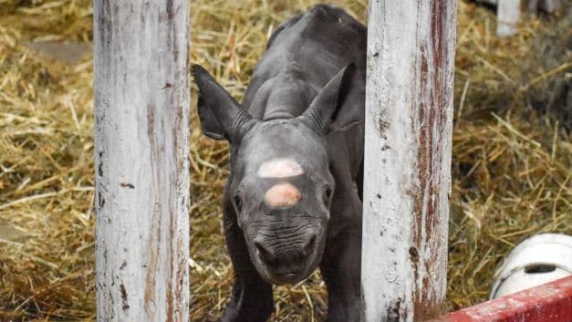 Nace cría de rinoceronte negro en zoológico de Michigan durante Nochebuena