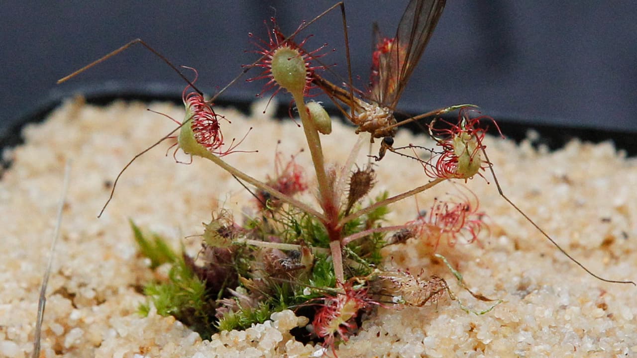 Una vez que el insecto es atrapado por la planta muere por asfixia o agotamiento y comienza el proceso de digestión a través de la hoja.