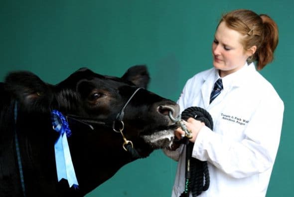 Jessica Denning lleva a su vaca Aberdeen Angus al ring a juzgar en el Royal Bath and West.