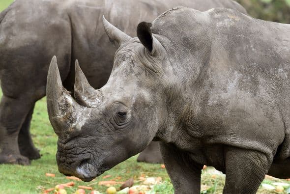 Molly es un tipo de rinoceronte blanco y tiene 53 años de edad, esta rinoceronte está considerada como el rinoceronte que ha alcanzado la mayor edad en el mundo.